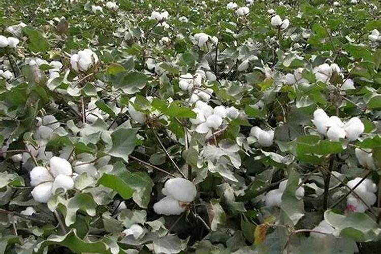 棉花红花上顶能上黄腐酸钾吗？