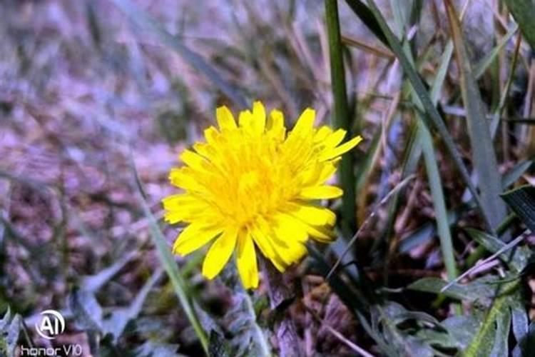 蒲公英施什么肥