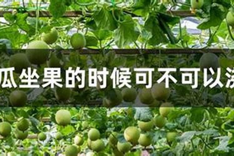 甜瓜什么时候追肥最佳