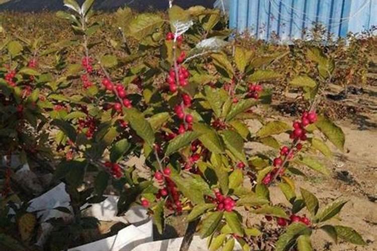 冬青树啥时候施肥