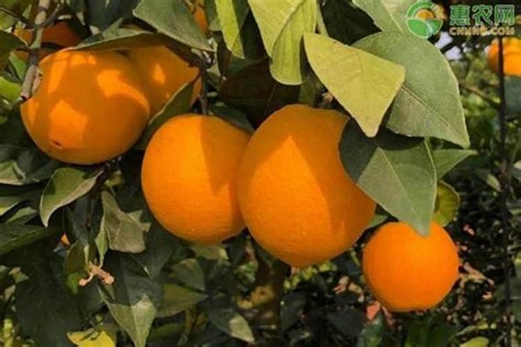 脐橙什么时期施钾肥合适？