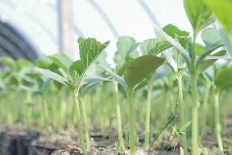 葫芦的施肥方法