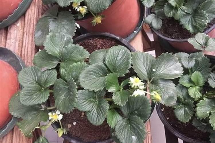 草莓膨果期怎样追施肥料？