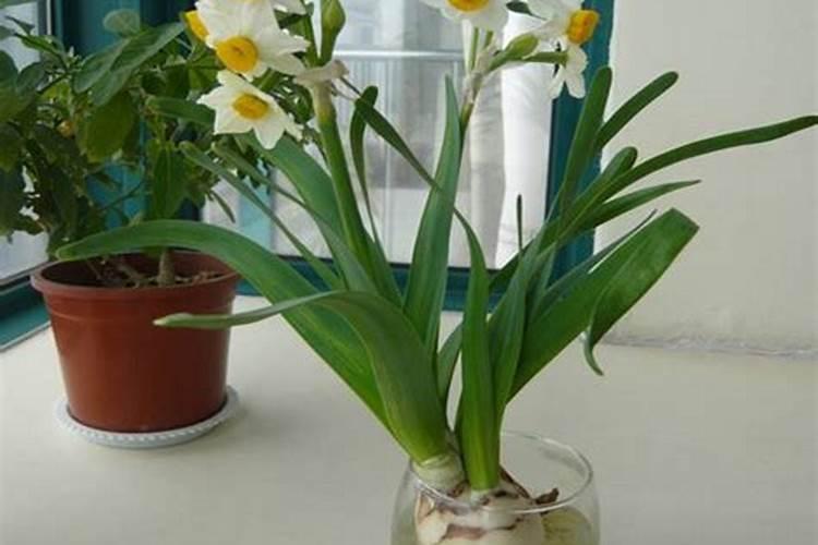 水仙花怎么养殖 如何养水仙花