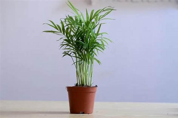 袖珍椰子树怎么养护才旺盛