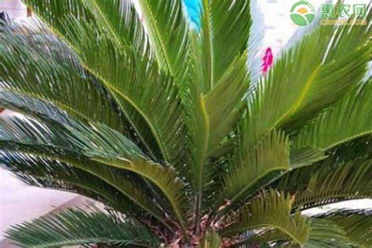 铁树什么时候发芽？如何种植才好呢？