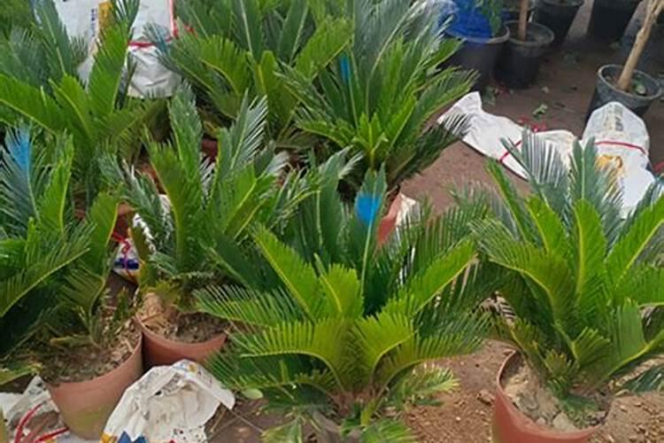 铁树怎么养才能更旺盛