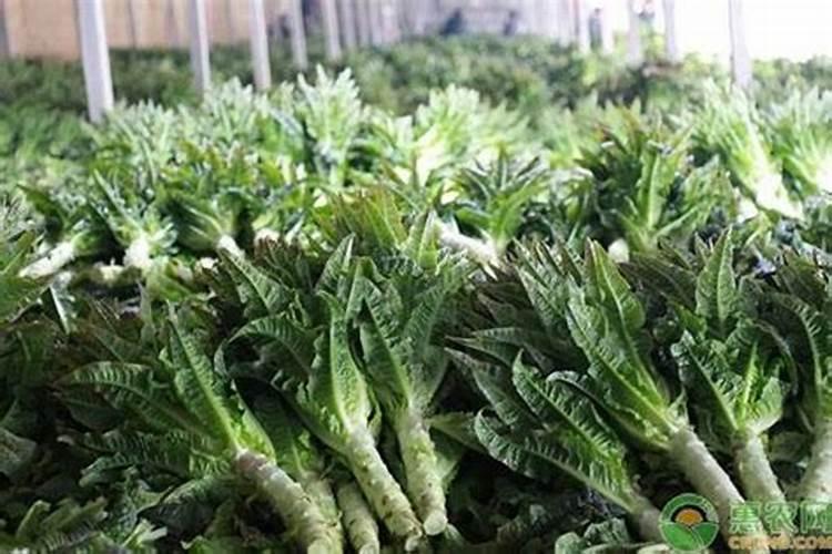 蓝莓多久才熟透 蓝莓要多长时间才成熟