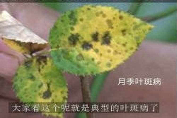 花生叶斑病,根腐病怎么治