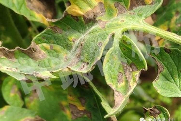 花生黄叶用什么肥料比较好？