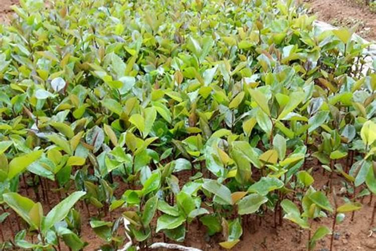油茶树苗的种植与管理