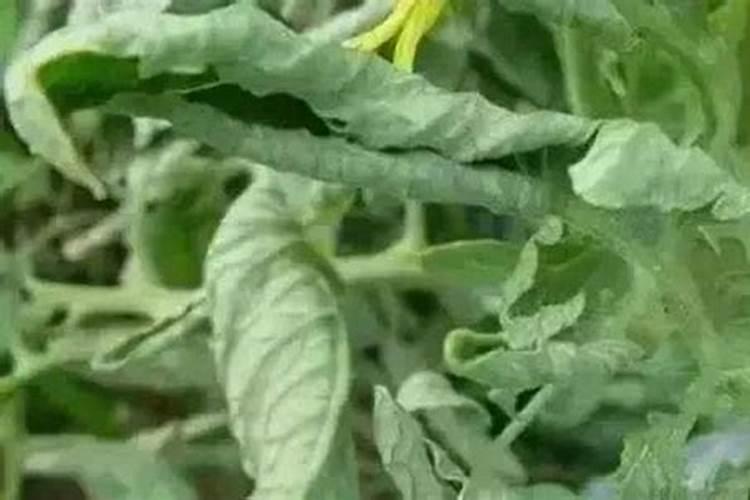 阜优抗和阜优叶是不是很好的叶面肥