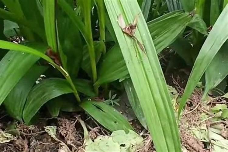 白芨最好的肥料是什么？