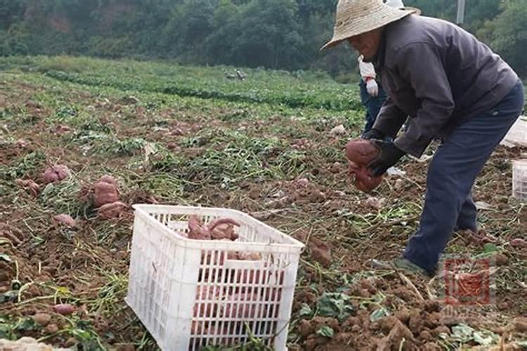 枇杷树什么时候施全钾肥最好？