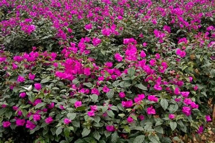 三角梅用什么肥料催花