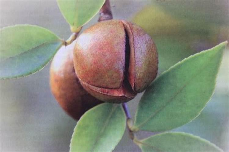 油茶果什么时候采摘