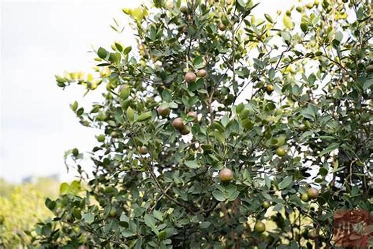 茶枯能做肥料吗？