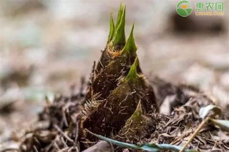 云南省甜竹要施什么肥才会增产