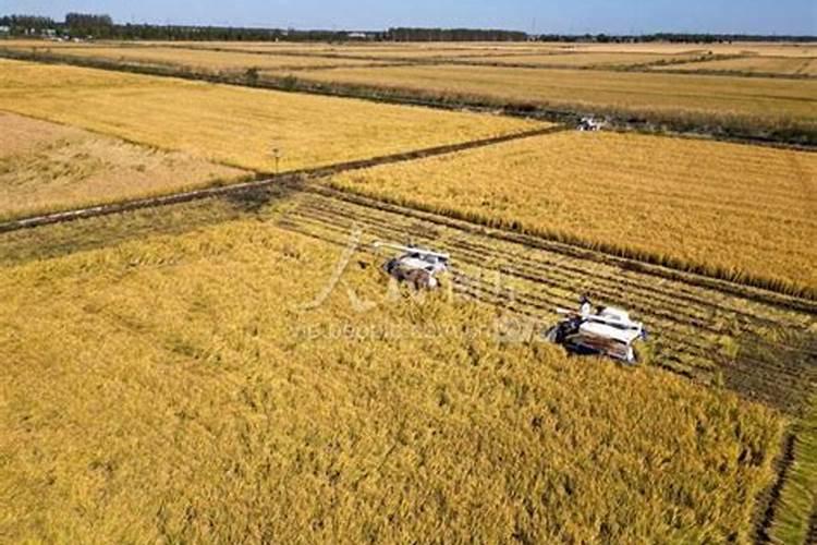 水稻在什么时期施氯化钾好