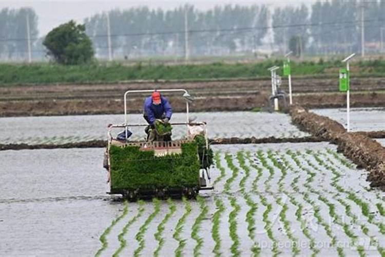 水稻钾肥什么时候施 水稻什么时候施钾肥