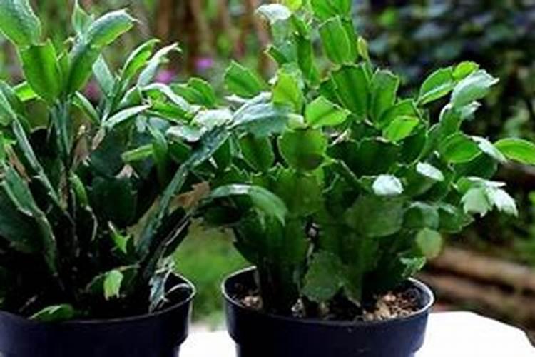 尿素怎么给花施肥 尿素如何给花施肥