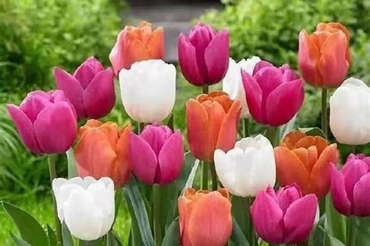 郁金香开花期间需要施肥吗