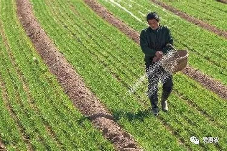 种小麦每亩地施200百斤钙镁磷可以吗？