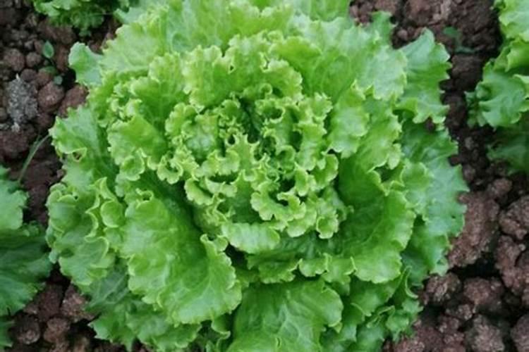 水溶肥撒施没雨会不会挥发