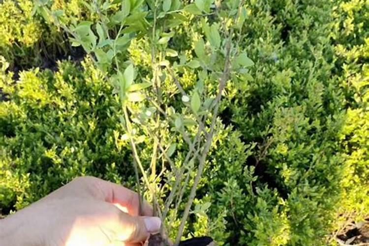 海法魔力丰2号水溶肥是哪个公司生产的？