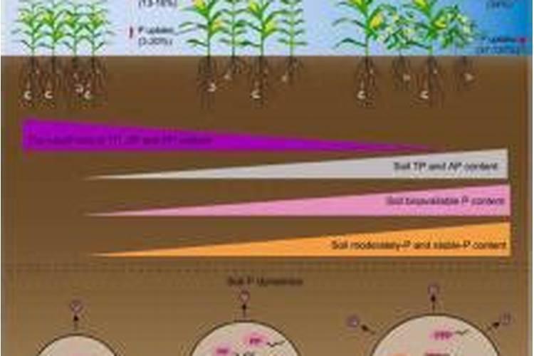 玉米的最佳施肥期和施肥方法有有哪些影响因素？