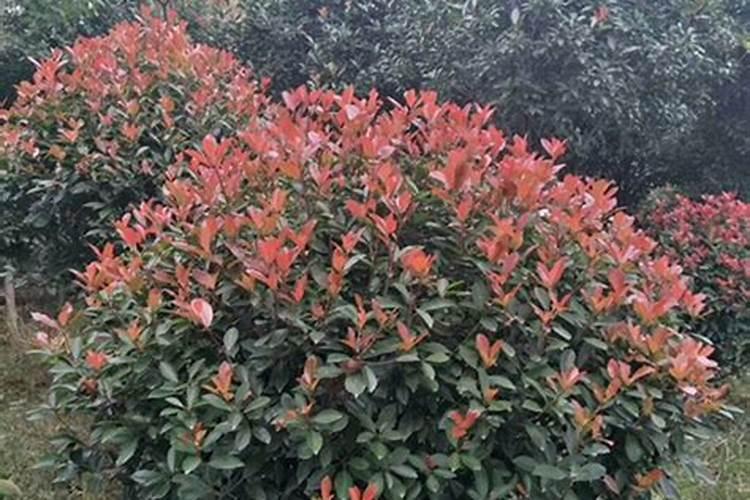 红叶石楠叶面能施磷酸二氢钾吗？