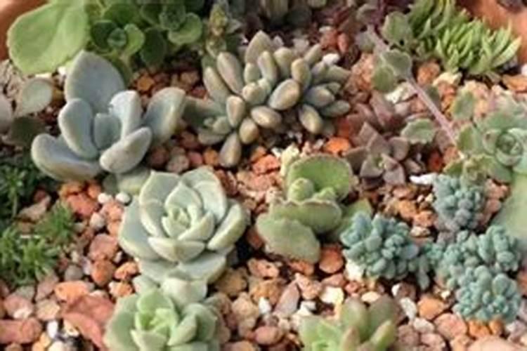 刚移栽的多肉需要施肥吗(用营养土种多肉还可以施肥吗)