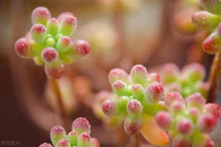 养花换盆时要不要底肥哪些情况不能使用底肥