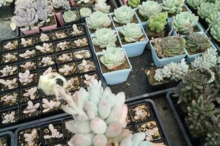 多肉植物移栽土里要施肥吗？