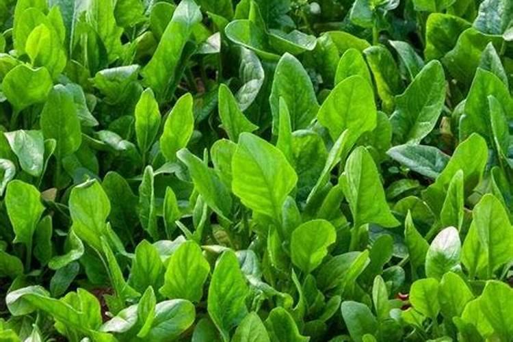 山苦荬的养殖方法