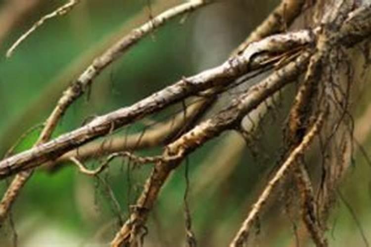 多肉变成了黑色(多肉植物变成黑色？揭秘原因及防治方法)