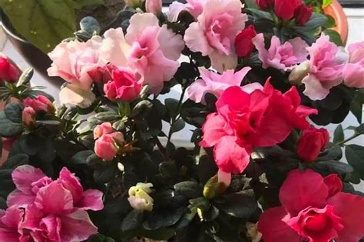 杜鹃花儿小苗新换的盆儿用上肥料吗？