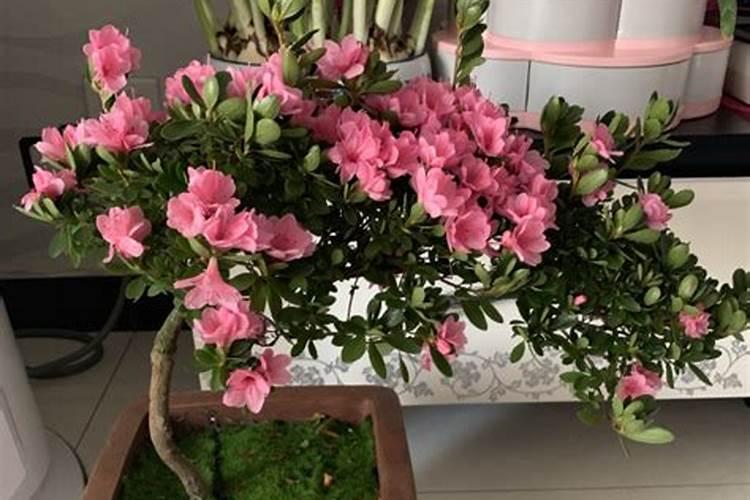 杜鹃花多久服盆