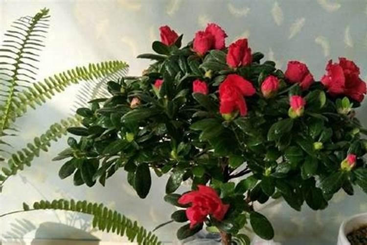 新买回来的杜鹃花怎么换盆