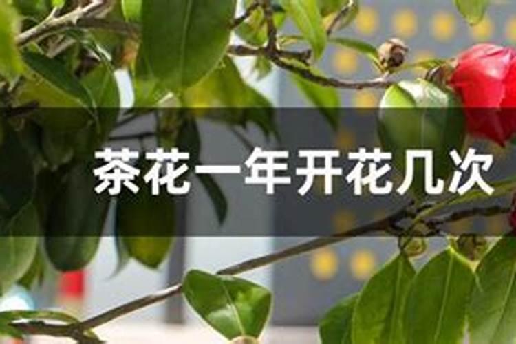 茶花施什么肥最好