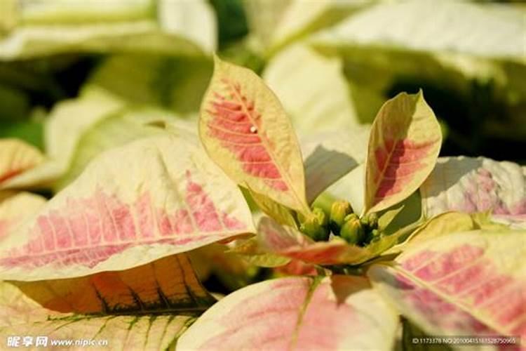 桂花树新发出的叶为什么是红色的