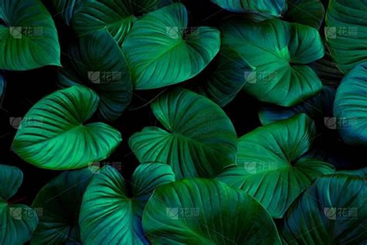 为什么植物的新叶是紫红色,然后逐渐变绿,最后变黄？