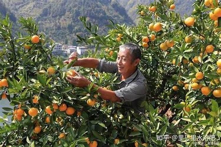 柑橘用什么水溶肥产量高？柑橘膨果用什么叶面肥效果好？