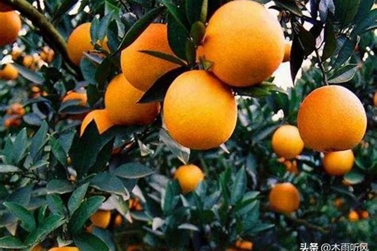 柑橘结果期用什么肥料产量高？柑橘挂果期用什么冲施肥好？