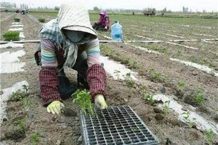 让辣椒高产的追肥建议,种辣椒用叶面肥哪个好