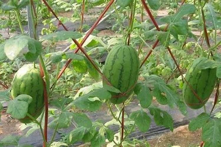 小型西瓜栽培翻如何合理施肥