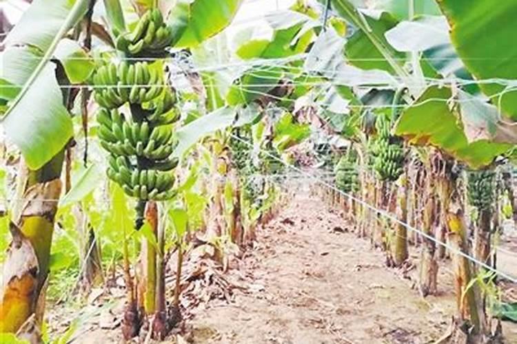 香蕉整个生长期打什么保叶药好？