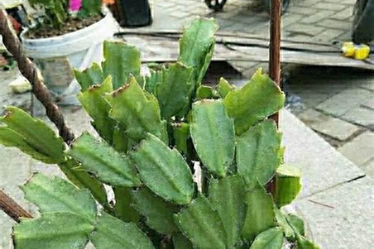 蟹爪兰怎么让叶片油绿？日常该如何养护？