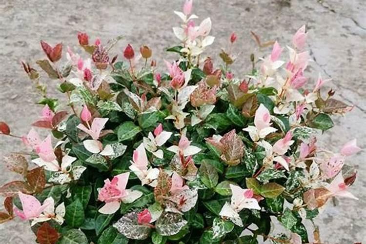 花叶络石施肥方法及注意事项