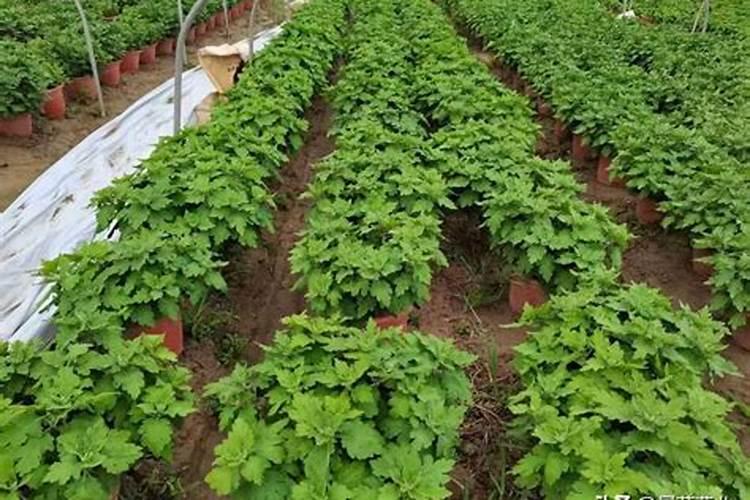 黄叶一喷绿怎么用